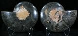 Black Ammonite Pair - Rare Coloration #23918-1